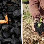 4 moduri neașteptate de a folosi cărbunele în grădină 4 moduri neașteptate de a folosi cărbunele în grădină