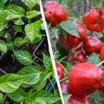 Aceste 7 plante sunt însămânțate pe răsaduri acum: este necesar să aveți timp până la sfârșitul lunii ianie Aceste 7 plante sunt însămânțate pe răsaduri acum: este necesar