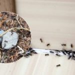 Adio, dăunători enervanți: cum să scapi de furnici o dată