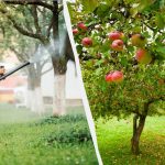 Afidele nu vor mai atinge niciodată pomii de măr: o