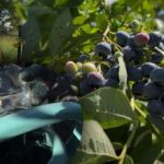 Afinele pot rezista oricărui îngheț: grădinarul a dezvăluit principalele secrete de îngrijire de toamnă Afinele pot rezista oricărui îngheț: grădinarul a dezvăluit principalele secrete