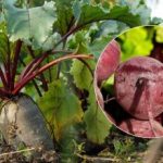 Când să recoltați sfecla în 2025: se numesc două semne