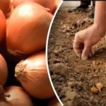 Ceapa crește de câteva ori mai bine: un grădinar a dezvăluit o metodă simplă de plantare sub iarnă Ceapa crește de câteva ori mai bine: un grădinar a