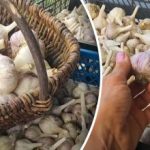 Cum să creșteți un usturoi uriaș: sfaturi care vă vor ajuta să obțineți o recoltă bogată Cum să creșteți un usturoi uriaș: sfaturi care vă vor