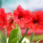 Cum să depozitați bulbii amaryllis: grădinarii au dezvăluit regulile de îngrijire pentru floare Cum să depozitați bulbii amaryllis: grădinarii au dezvăluit regulile de