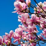 Cum să transplantați un arbore de magnolie, astfel încât arborele să prindă cu siguranță rădăcini în nosa locație Cum să transplantați un arbore de magnolie, astfel încât arborele