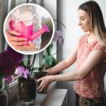 Cum să udați corect orhideele pentru a le face să