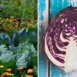 De ce se ofilește varza în pat: este vorba despre