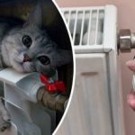 Fără radiatoare și fără prize: un truc inteligent va încălzi