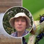 Furnicile vor dispărea într-o săptămână: cel mai bun mod de a elimina insectele din grădina de legume Furnicile vor dispărea într-o săptămână: cel mai bun mod de