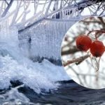 Înghețuri de până la -30: ce plante din grădină vor suferi primele și cum să le salvați Înghețuri de până la -30: ce plante din grădină vor