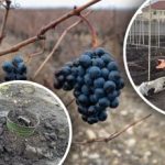 Nu agrofibre și nu frunze: cum să protejați răsadurile de