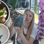 Nu toate ghivecele sunt potrivite: expertul a spus unde nu ar trebui să plantați orhidee Nu toate ghivecele sunt potrivite: expertul a spus unde nu