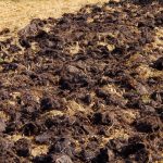 Recolta va fi de două ori mai mare: ce fel de gunoi de grajd aplică în toamnă grădinarii de legume cu experiență Recolta va fi de două ori mai mare: ce fel