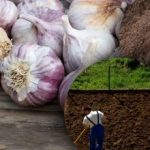 Usturoiul de iarnă nu-i place: grădinarul a descoperit secretul patului perfect pentru iarnă Usturoiul de iarnă nu-i place: grădinarul a descoperit secretul patului