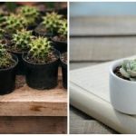 "Vampir" liniștit în casă: unde nu ar trebui să fie plasate cactușii conform feng shui „Vampir” liniștit în casă: unde nu ar trebui să fie