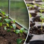 Calendar de însămânțare pentru ianie 2026: cele mai bune zile