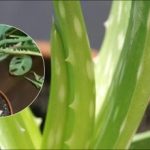 Ce trebuie să faceți dacă aloe începe să putrezească: pași simpli pentru a salva o plantă muribundă Ce trebuie să faceți dacă aloe începe să putrezească: pași